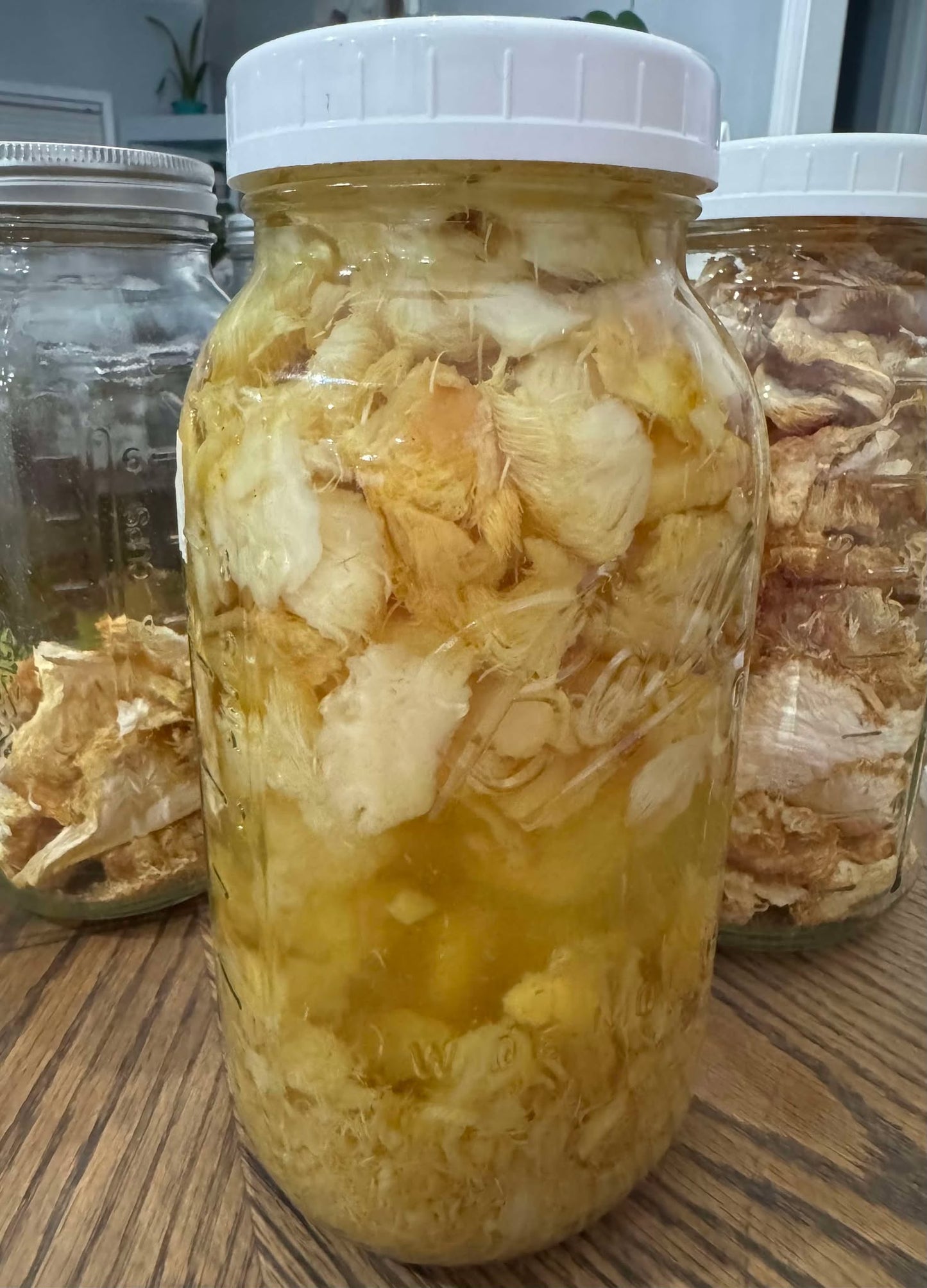 Lion's Mane Tincture